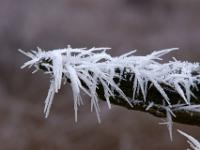 Astspitze mit Eisnadeln